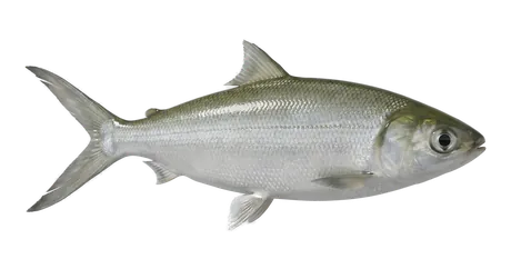 Milkfish