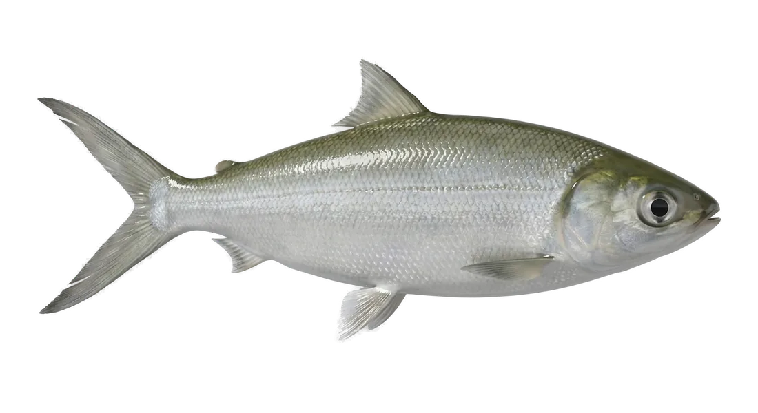 Milkfish