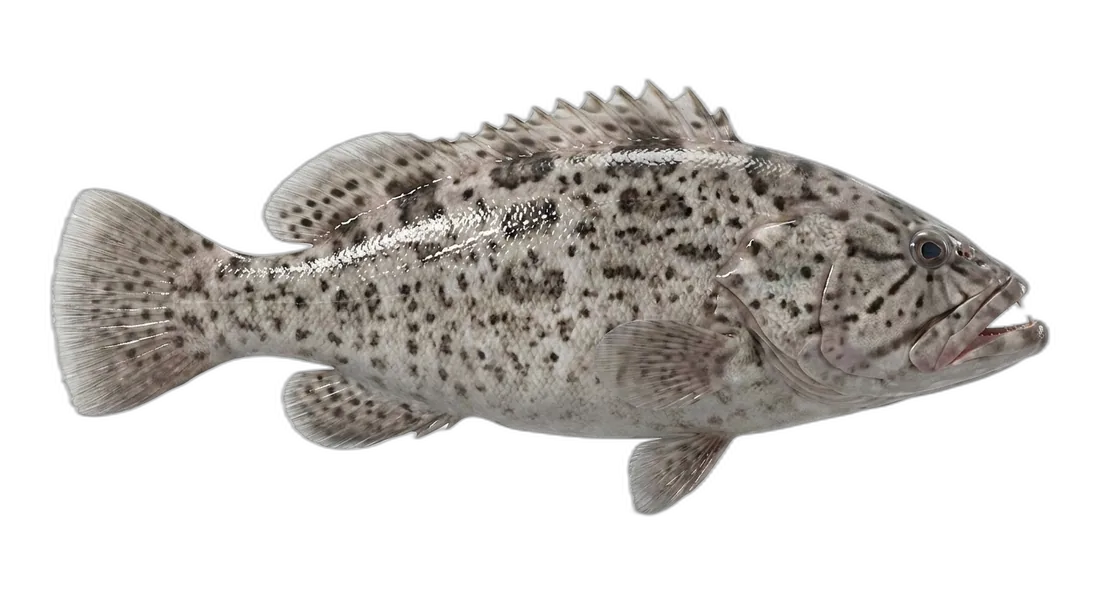 Misty Grouper