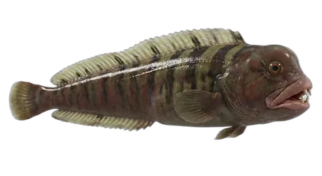 Monkeyface Prickleback