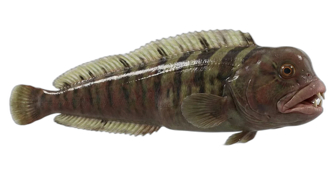 Monkeyface Prickleback
