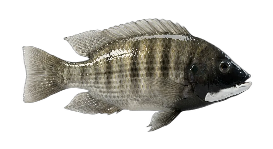 Mozambique Tilapia