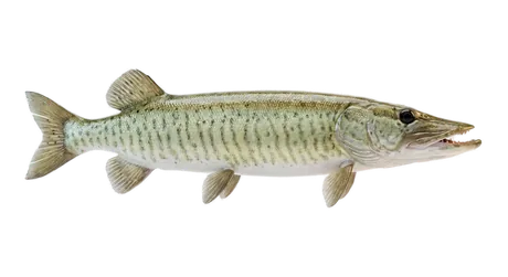 Muskellunge