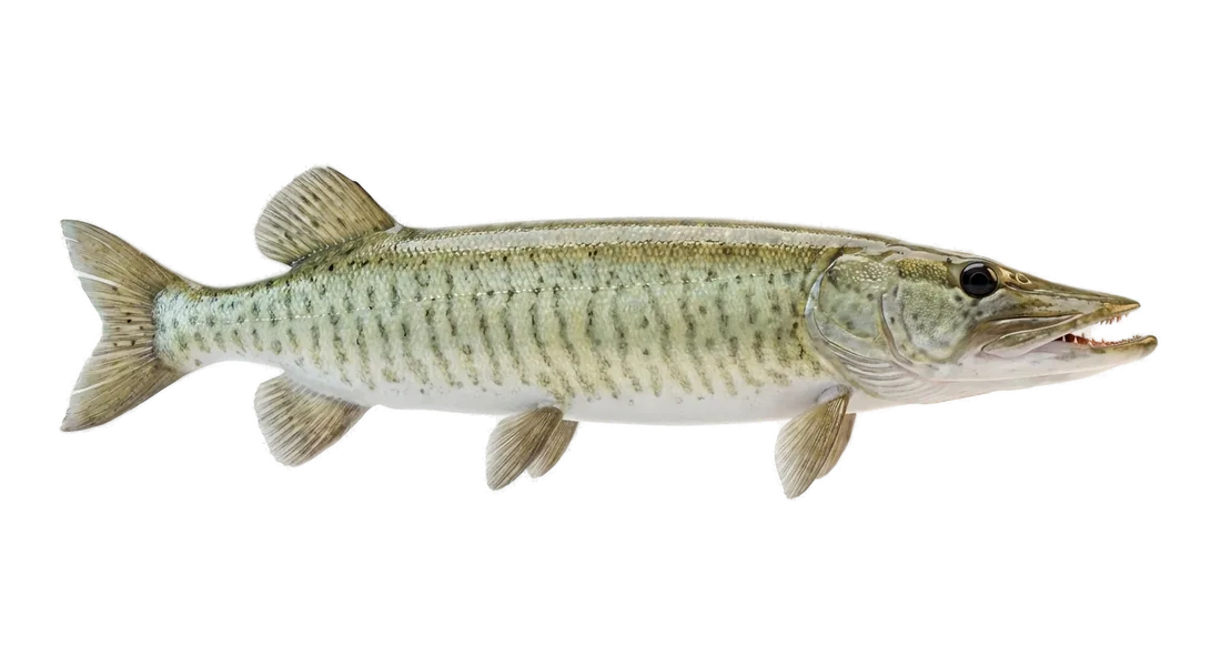 Muskellunge