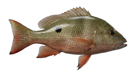 Mutton Snapper