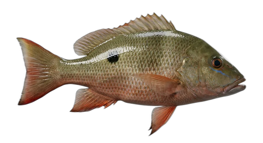 Mutton Snapper