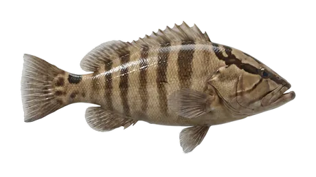 Nassau Grouper