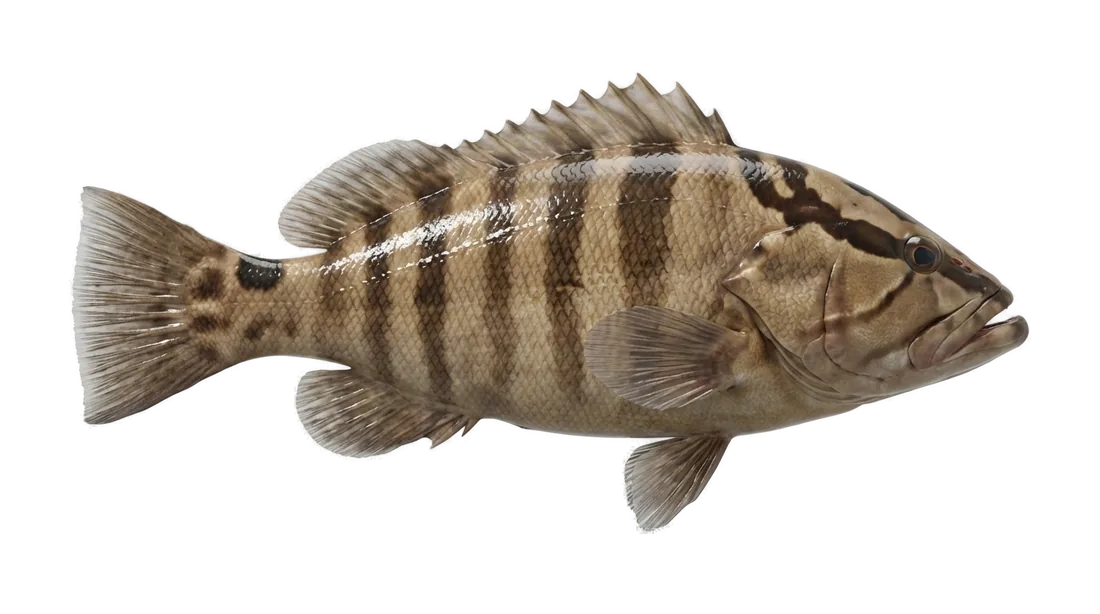 Nassau Grouper