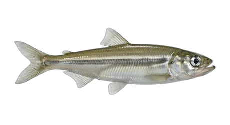 Night Smelt
