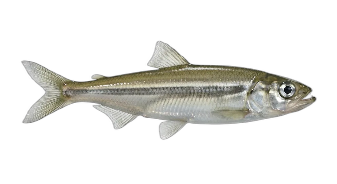 Night Smelt
