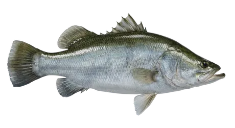 Nile Perch