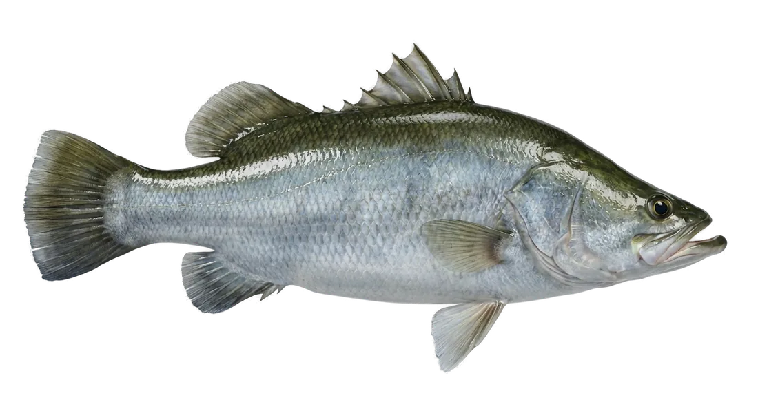 Nile Perch