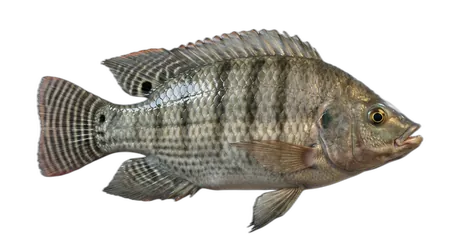 Nile Tilapia