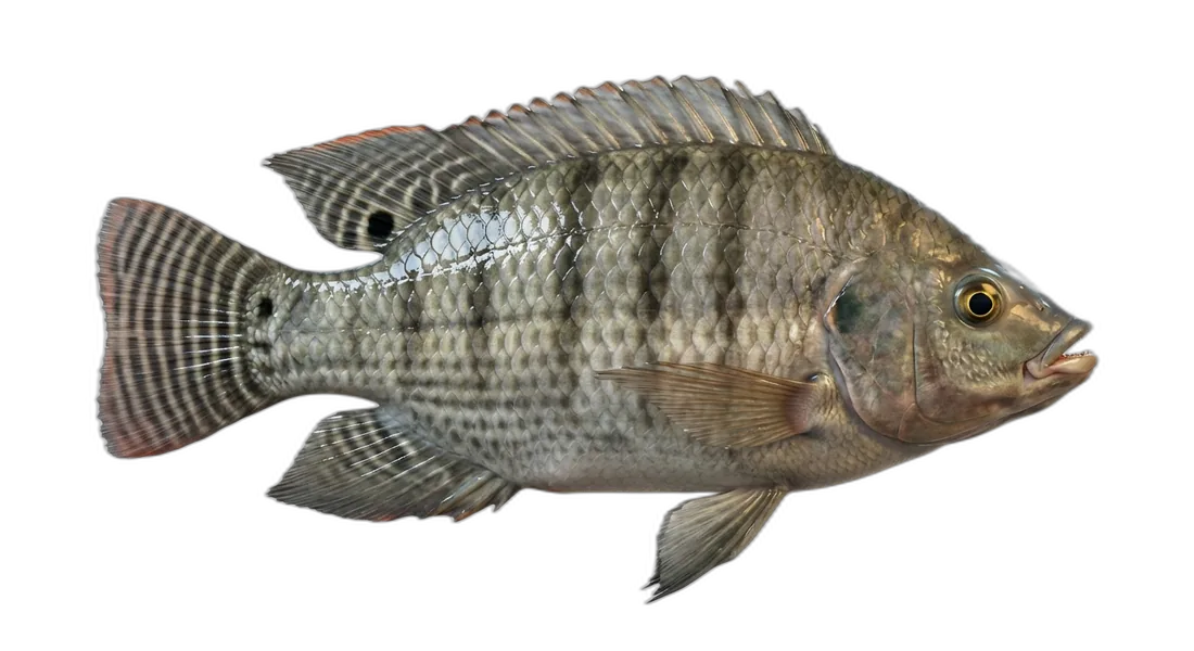 Nile Tilapia
