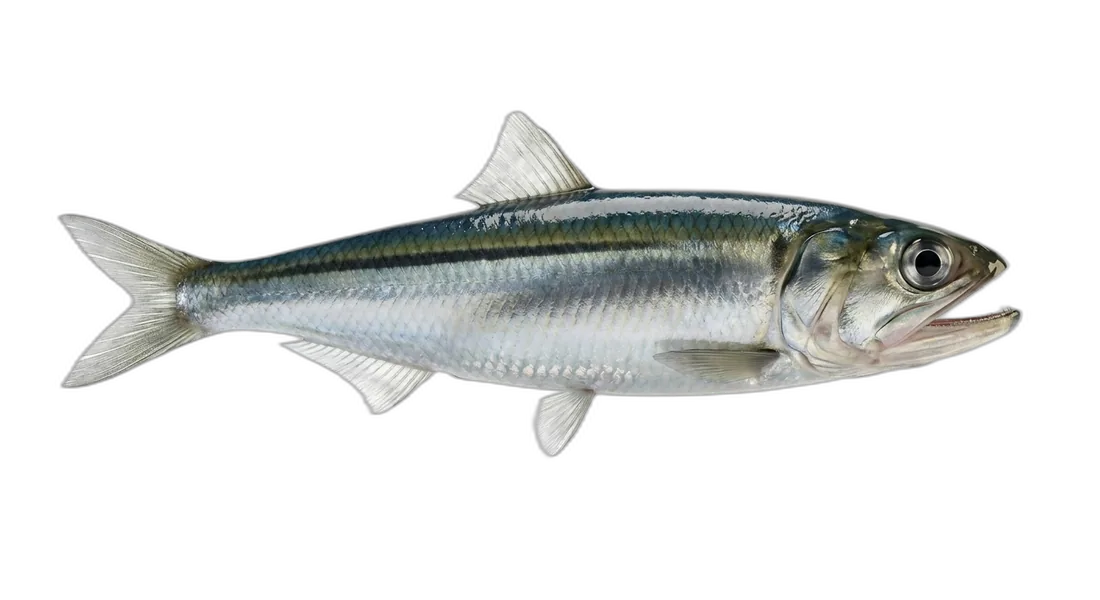 Northern Anchovy