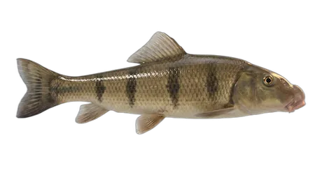 Northern Hog Sucker