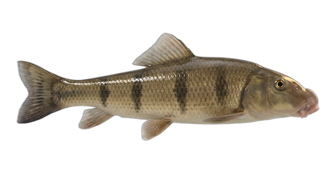 Northern Hog Sucker
