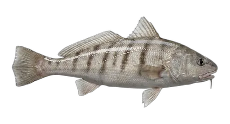 Northern Kingfish