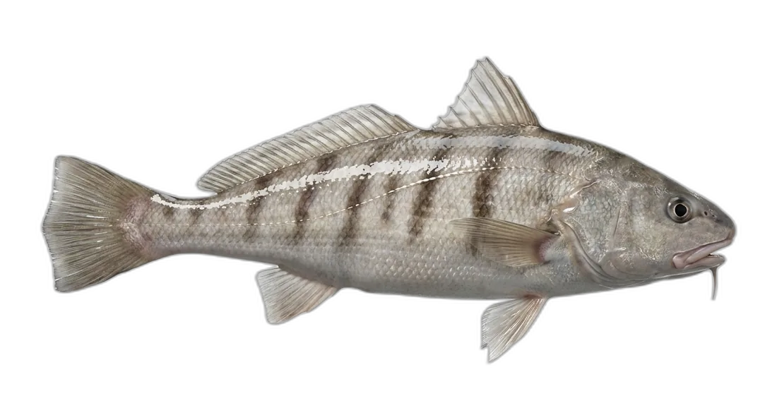 Northern Kingfish