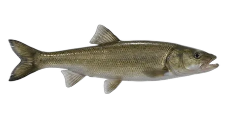 Northern Pikeminnow