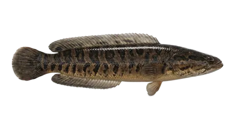 Northern Snakehead
