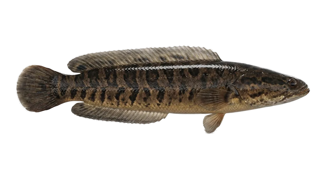 Northern Snakehead