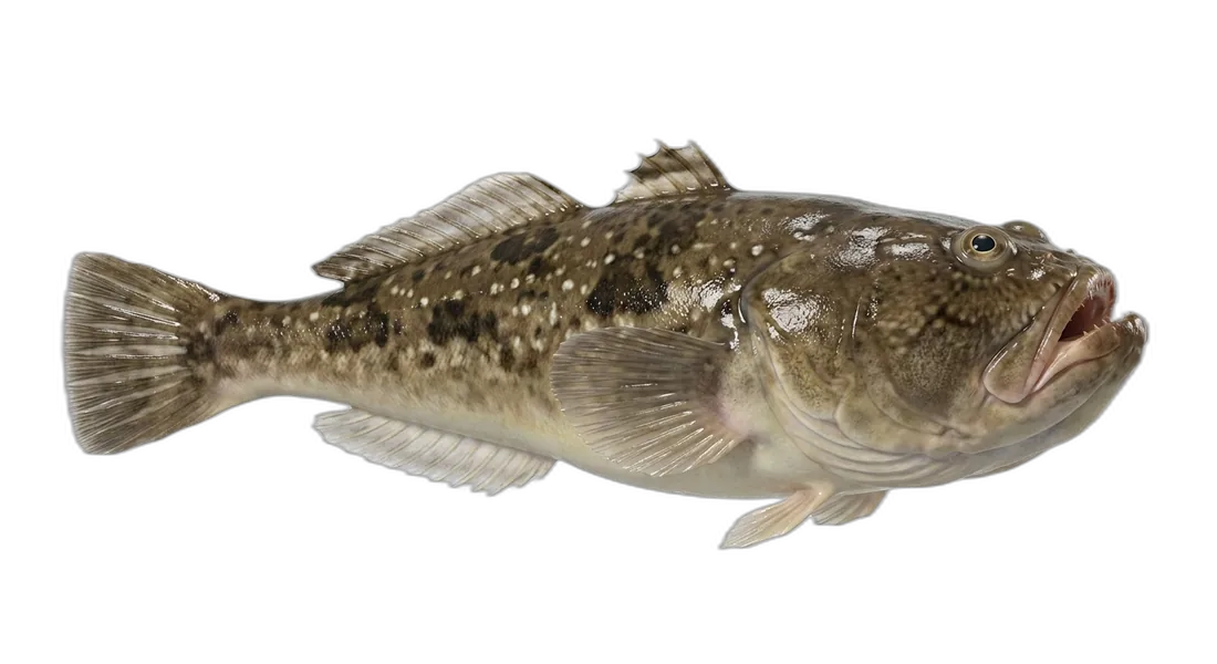 Northern Stargazer
