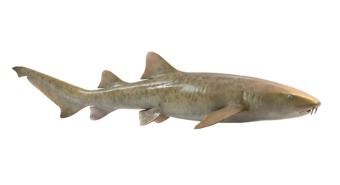 Nurse Shark