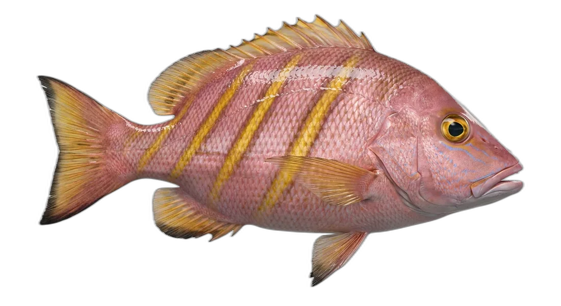 Oblique-Banded Snapper