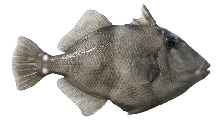 Ocean Triggerfish