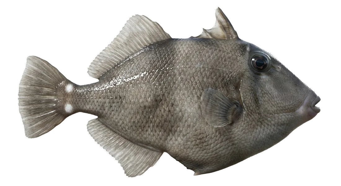Ocean Triggerfish