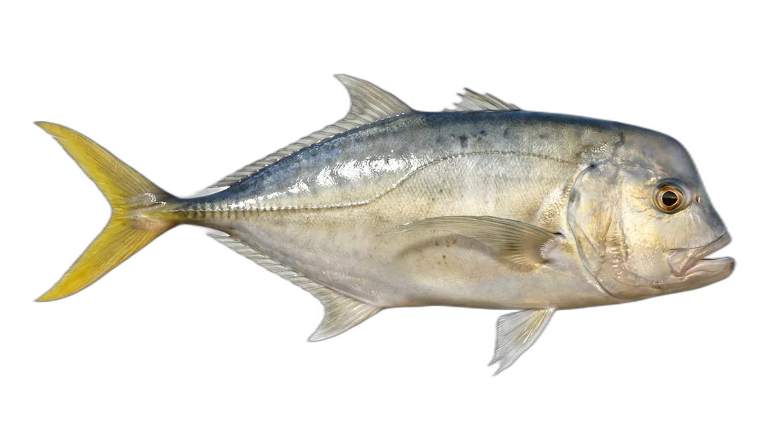 Ocean Whitefish