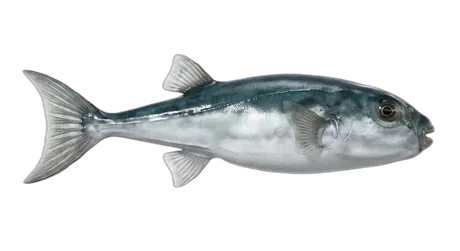 Oceanic Puffer