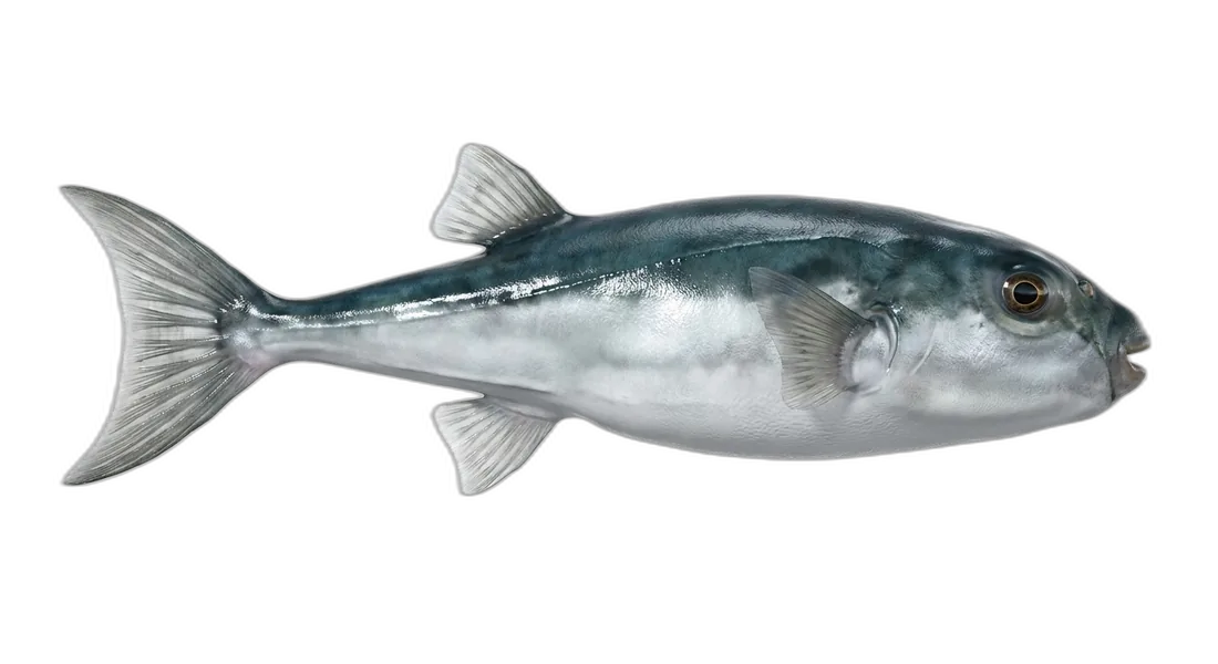Oceanic Puffer