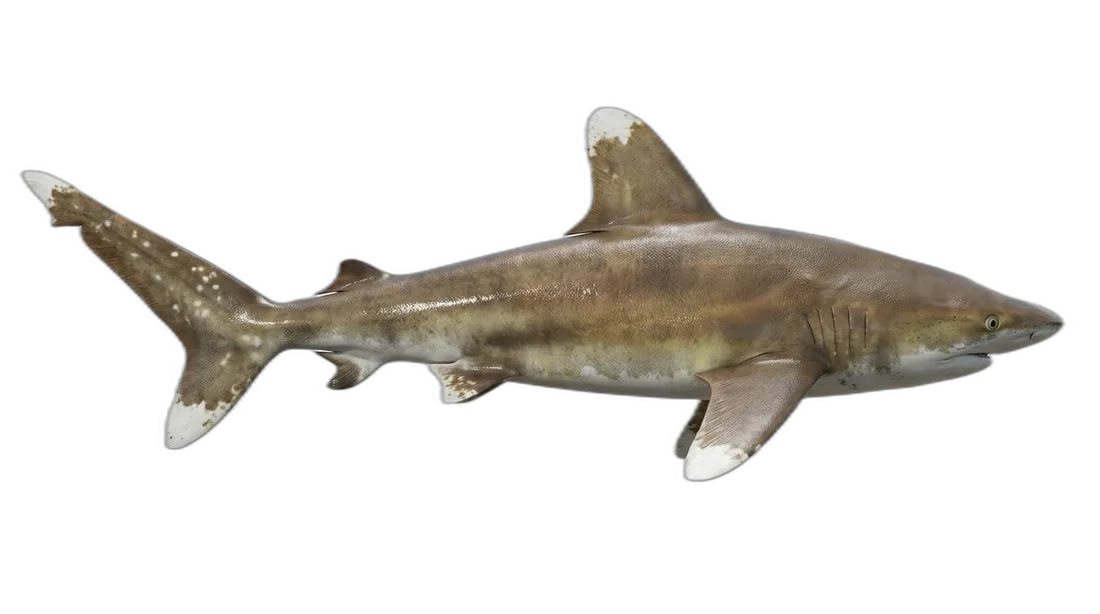 Oceanic Whitetip Shark