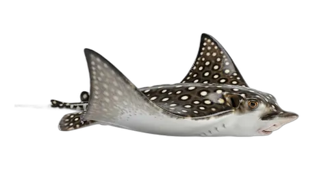 Ocellated Eagle Ray