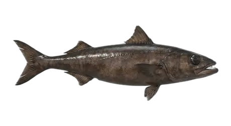 Oilfish