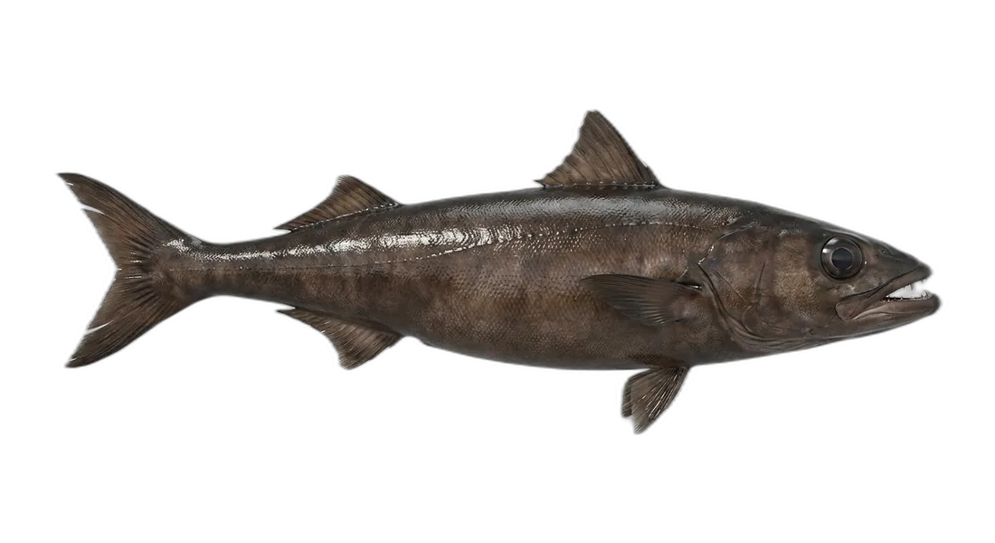 Oilfish