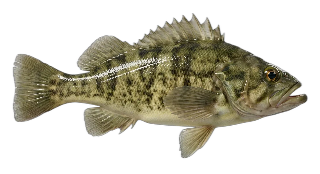 Olive Rockfish