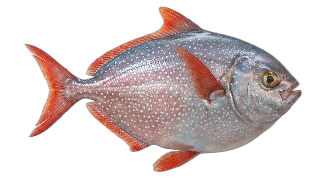 Opah