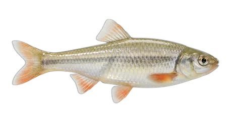 Orangefin Shiner