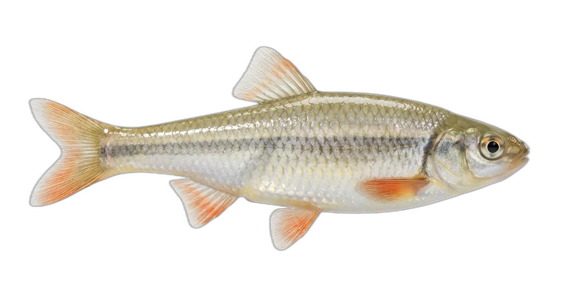 Orangefin Shiner