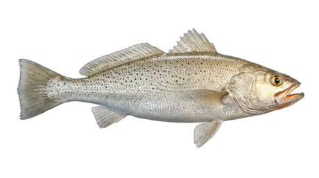 Orangemouth Weakfish