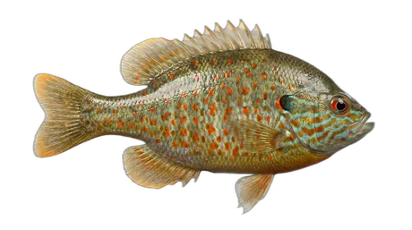 Orangespotted Sunfish