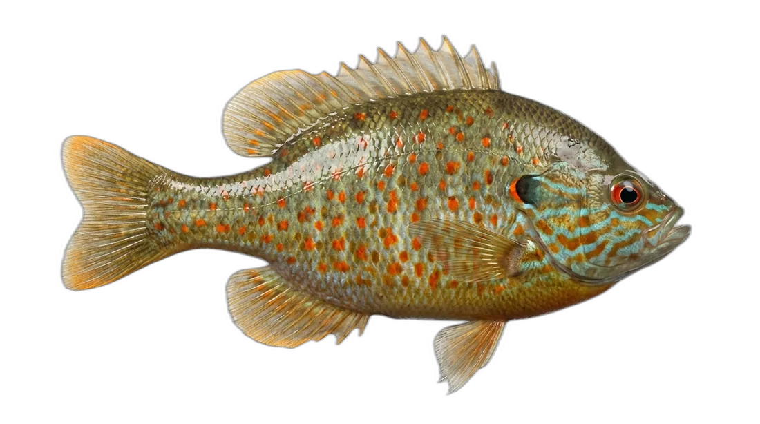 Orangespotted Sunfish