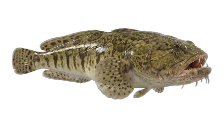 Oyster Toadfish