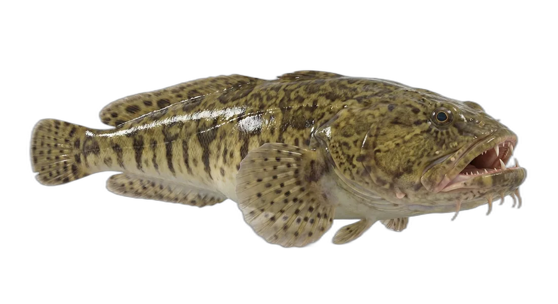 Oyster Toadfish