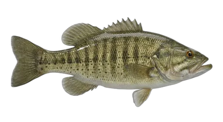 Ozark Bass