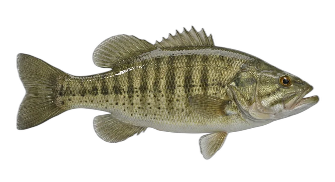 Ozark Bass