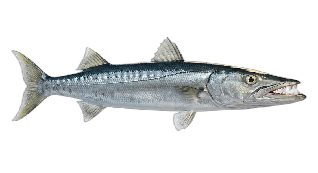 Pacific Barracuda